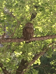 Strix occidentalis lucida