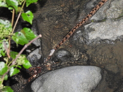 Protobothrops mucrosquamatus