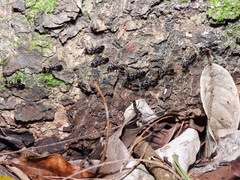 Leptogenys kitteli