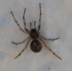 Enoplognatha