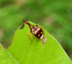 Korotyaevirhinus necopinus orientalis