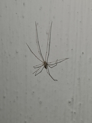 Pholcus phalangioides