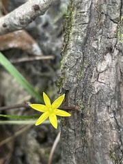 Hypoxis
