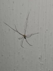 Pholcus phalangioides