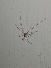 Pholcus phalangioides