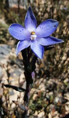 Thelymitra juncifolia