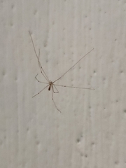 Pholcus phalangioides