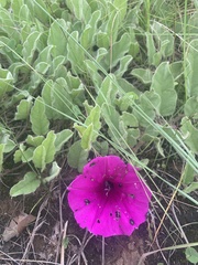 Ipomoea oblongata