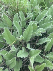 Ipomoea oblongata