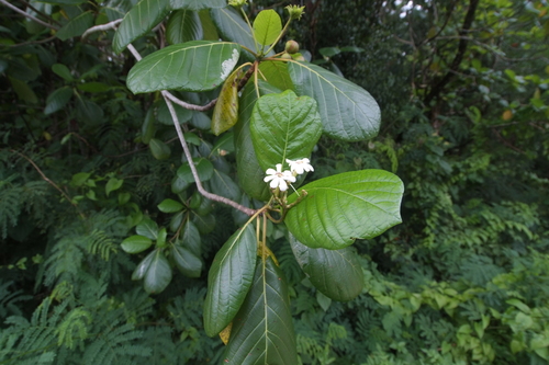 Guettarda speciosa observed 2019-12-21