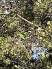 Polytelis swainsonii