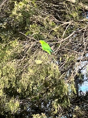 Polytelis swainsonii