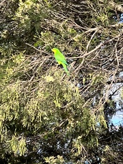 Polytelis swainsonii