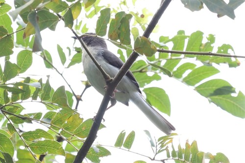 Buff-throated Apalis (Apalis rufogularis)