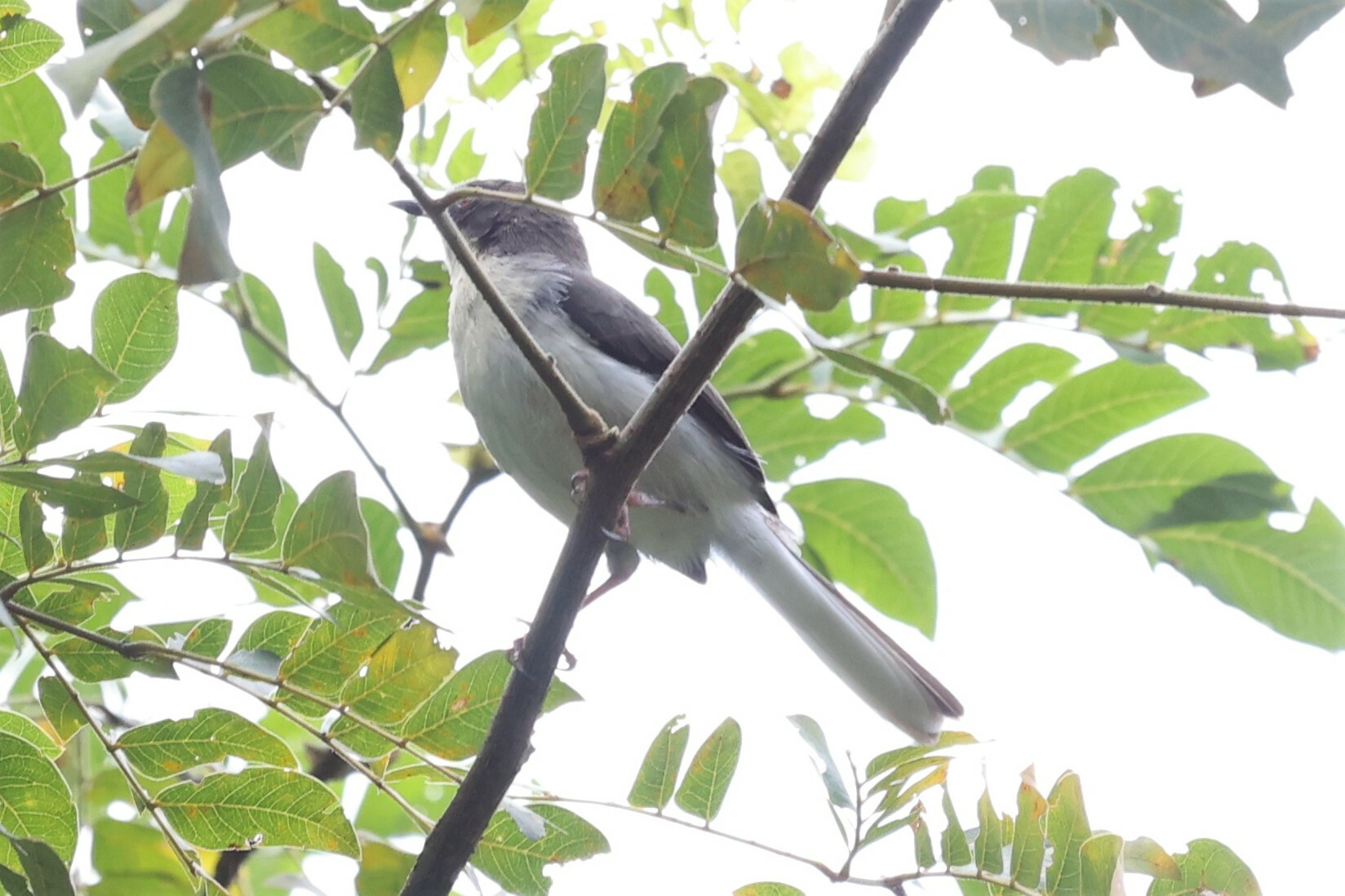 Buff-throated Apalis (Apalis rufogularis), photo 1