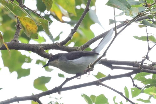 Buff-throated Apalis (Apalis rufogularis), photo 4