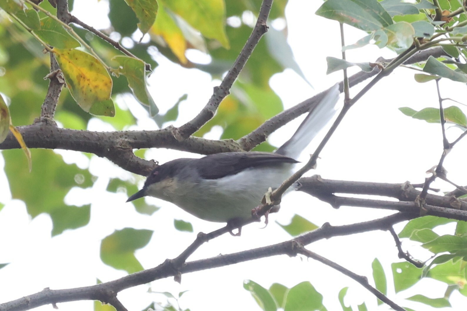 Buff-throated Apalis (Apalis rufogularis), photo 2