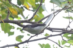 Apalis rufogularis nigrescens
