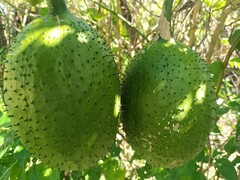 Momordica cochinchinensis