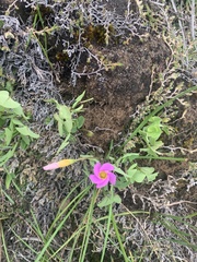 Oxalis obliquifolia