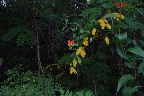 Gloriosa superba observed 2019-12-21