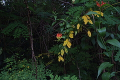 Gloriosa superba