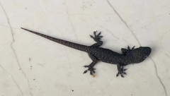 Hemidactylus bowringii