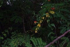 Gloriosa superba