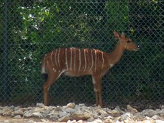 Tragelaphus