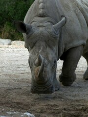 Ceratotherium simum