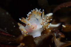 Apata pricei