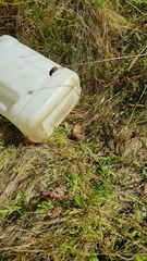 Junonia villida calybe