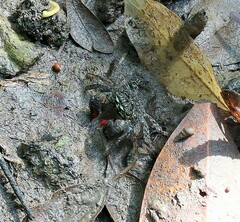 Parasesarma eumolpe