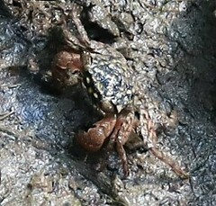 Parasesarma eumolpe