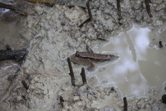 Periophthalmodon schlosseri