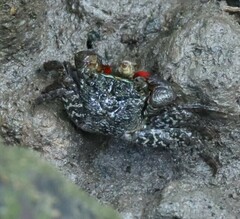 Parasesarma eumolpe