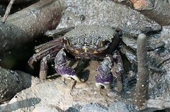 Episesarma versicolor