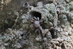 Episesarma versicolor