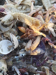 Lusepiola birostrata