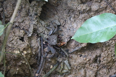 Episesarma versicolor