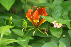 Gloriosa superba
