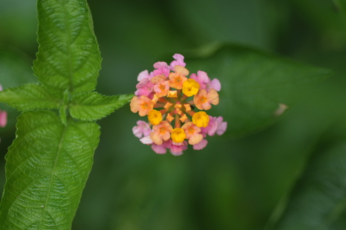 Lantana camara observed 2019-12-21