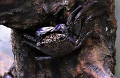 Episesarma versicolor