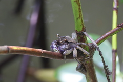 Episesarma versicolor