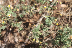 Perityle microglossa