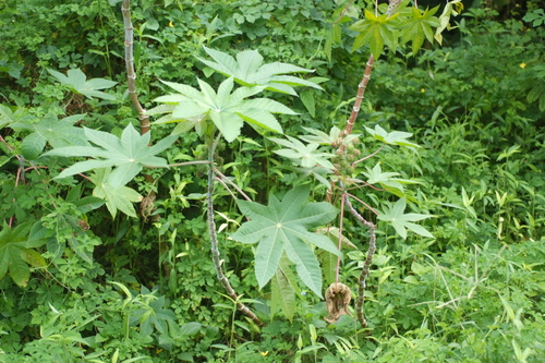Ricinus communis observed 2019-12-21