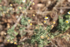 Perityle microglossa