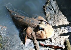 Periophthalmodon schlosseri