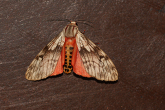Teracotona submacula