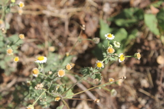 Perityle microglossa